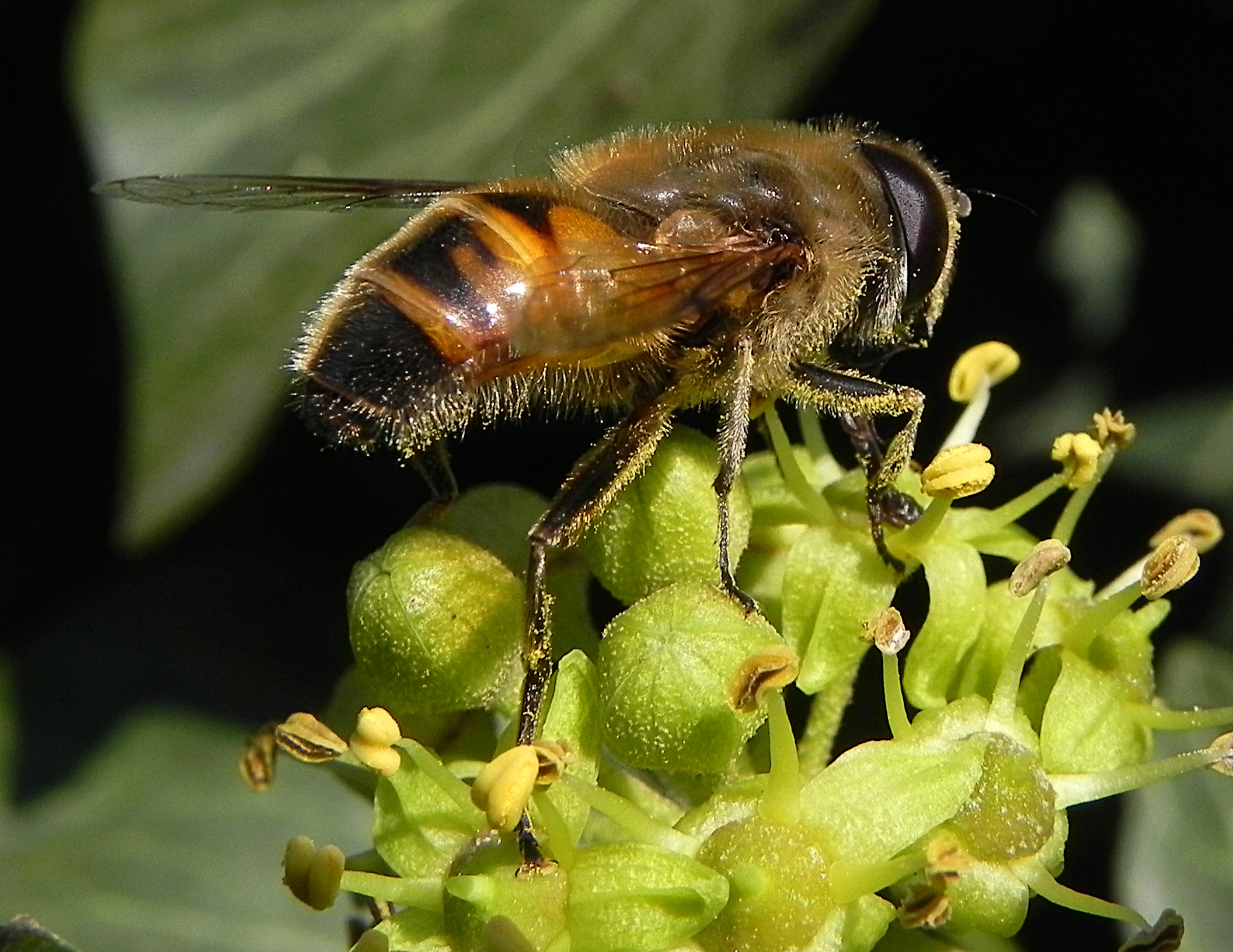 Fam. Syrphidae, Italia, 1 Nov 2014, by Paolo Beneventi